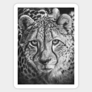 African Cheetah Sticker